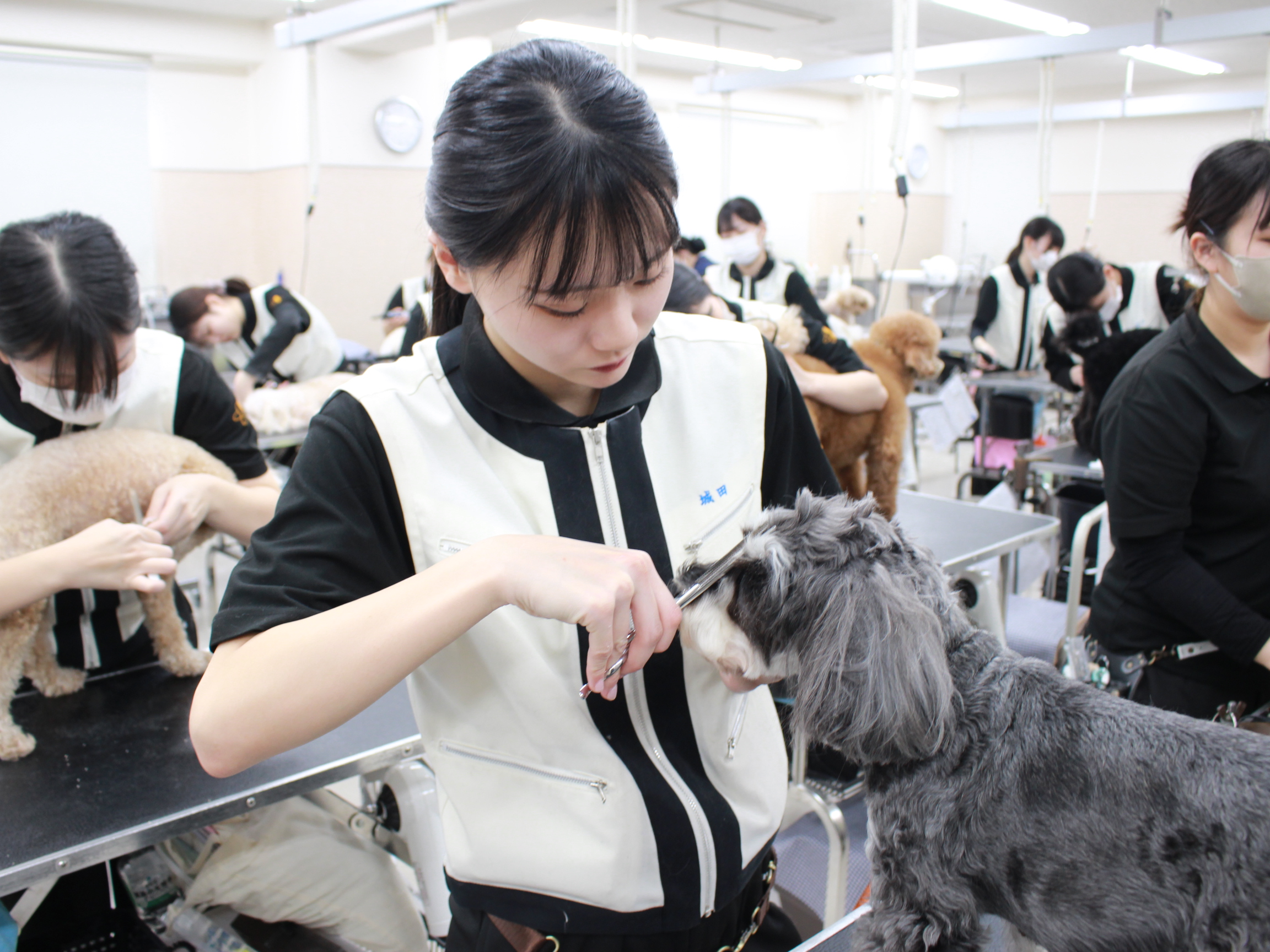 新2年生のトリミングが始まりました☆